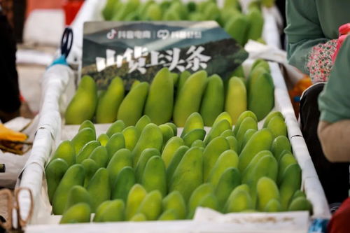 山货上头条 走进海南，助力农特产香飘四海