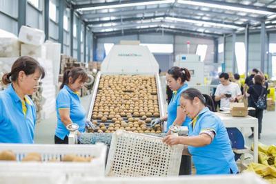 从虚拟农场到10亿产值 武功县如何借电商打造“中国猕猴桃第一县”