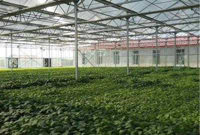 深化农业三产融合，破解初级农产品销售难题