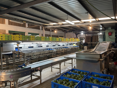 中非农产品贸易助力非洲经济复苏——肯尼亚鲜食牛油果首次出口中国