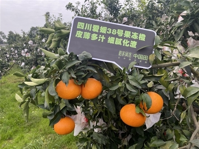 从滞销到爆款 希柔如何助力初级农产品突破疫情销售困境